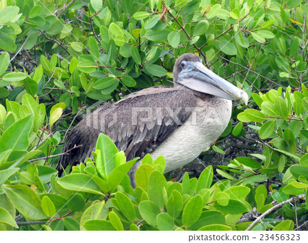 Coarse Pelican 23456323