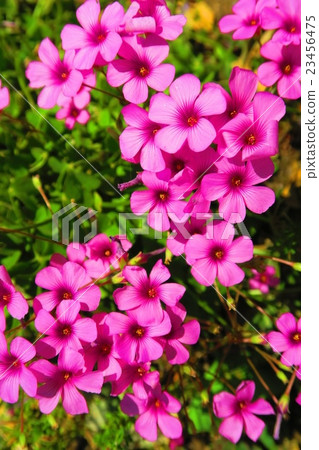 Anchovy flowers Anchovy flowers 23456475