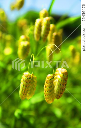 Madder beetle Madder beetle 23456476