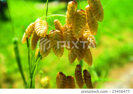 Madder beetle 23456477