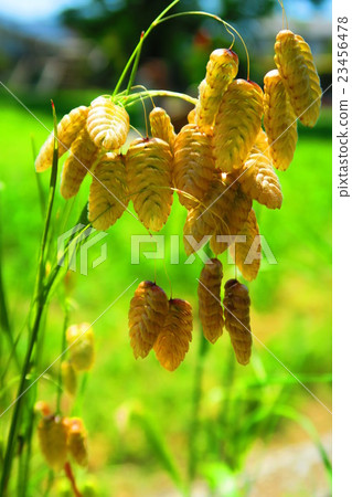 Madder beetle Madder beetle 23456478