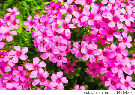 Anchovy flowers 23456480