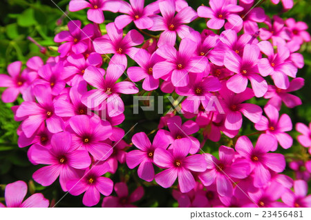 Anchovy flowers Anchovy flowers 23456481
