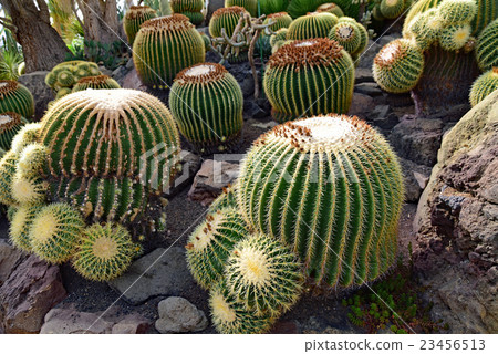 Kim (cactus) Kim (cactus) 23456513
