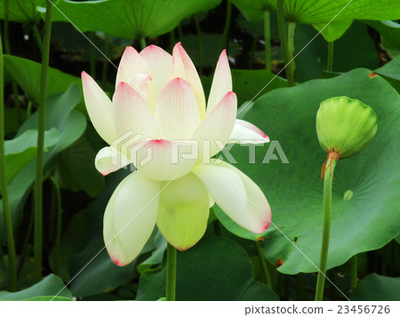 Lotus 23456726