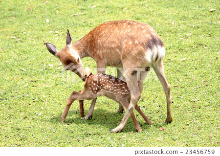 Deer parent and child 23456759
