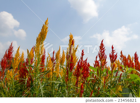 Celosia Cristata flower Celosia Cristata flower 23456821