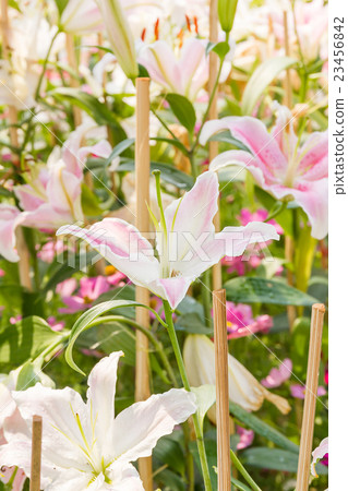Close up of white lily flower 23456842