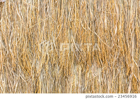 Dry paddy rice 23456916