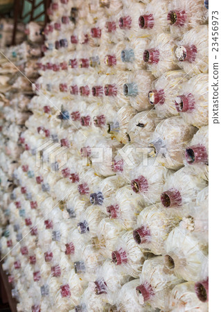 Mushrooms in farm Mushrooms in farm 23456973