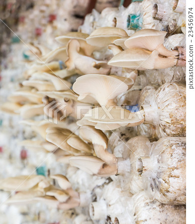 Mushrooms in farm 23456974