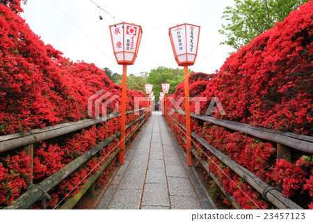 Kirishima azalea of Nagaoka Tenjin 23457123