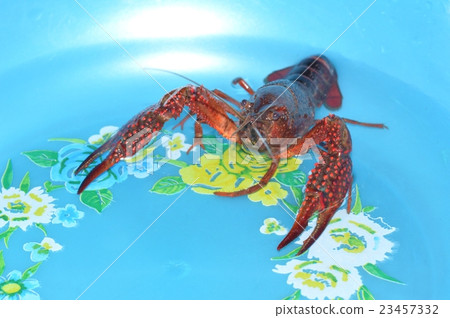 美國小龍蝦 23457332