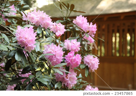 杜鵑花杜鵑花 杜鵑花杜鵑花 23457865