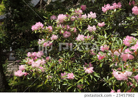 Rhododendron rhododendron Rhododendron rhododendron 23457902