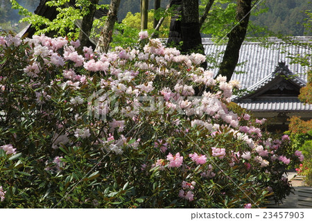 Rakgeonji Keikumo's rhododendron Rakgeonji Keikumo's rhododendron 23457903