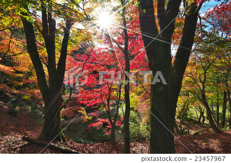 Kishidori Ishiboji 23457967