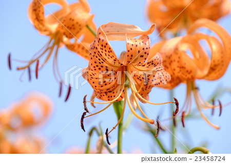 Lilies of flowers onion lily 23458724