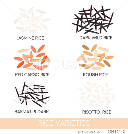 Rice varieties. Vector illustration - Stock Illustration [23459442] - PIXTA