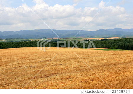 美瑛收穫的麥田 美瑛收穫的麥田 23459734