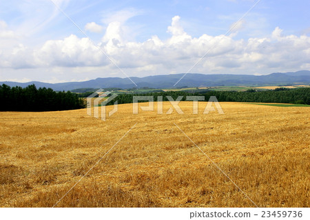 美瑛收穫的麥田 23459736
