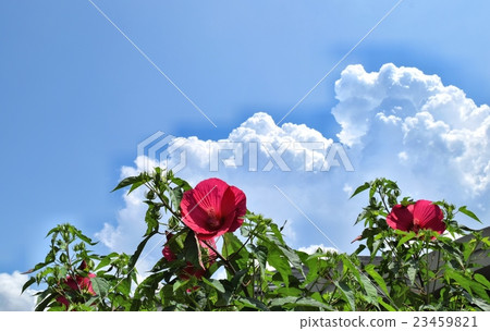 Summer landscape 23459821