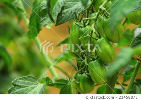 Tomato Tomato 23459873