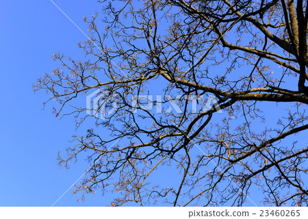 branch of bald trees in winter with blue sky 23460265