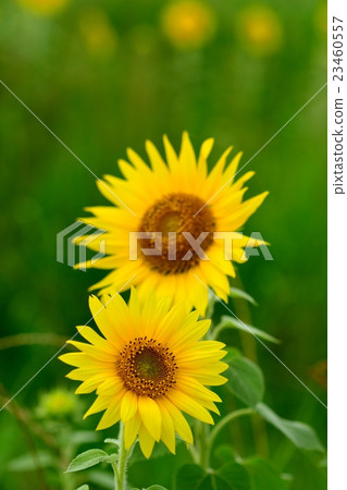 向日葵的特寫鏡頭在盛開的 23460557