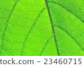 green leaf pattern texture 23460715