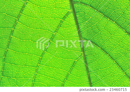 green leaf pattern texture green leaf pattern texture 23460715