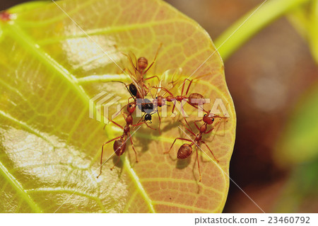 groups red ants attacking groups red ants attacking 23460792