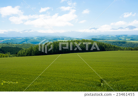 綠色麥田和夏天天空 23461455
