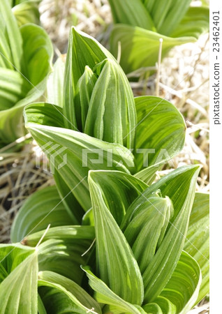 Young leaves Young leaves 23462401