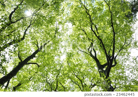 Tanzawa no Mori Buna綠色 23462445