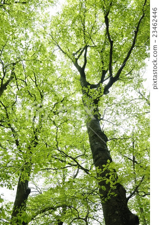 Tanzawa no Mori Buna綠色 23462446