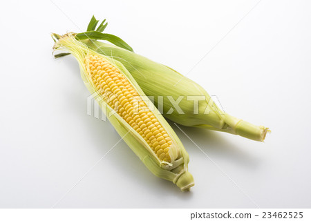 Corn Corn 23462525