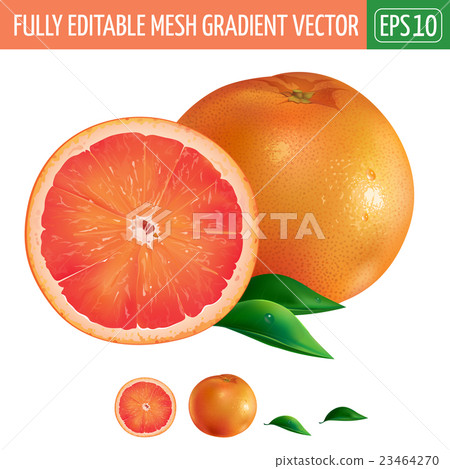 Grapefruit on white background. Vector 23464270