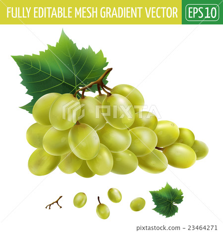 White grapes. Vector illustration 23464271