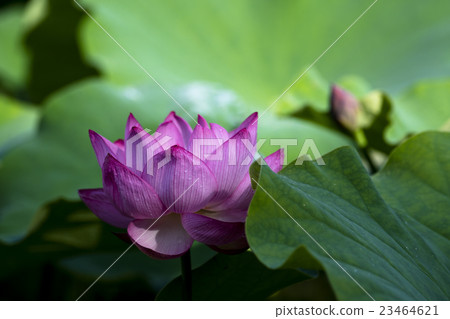 An ancient lotus blossoming An ancient lotus blossoming 23464621