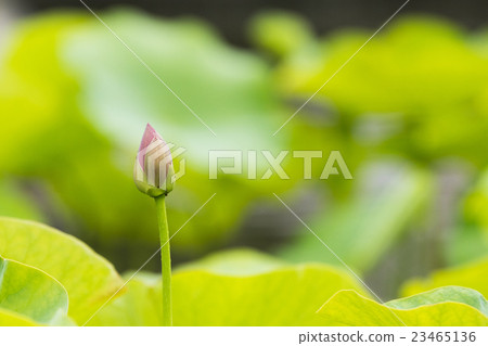 一朵蓮花 23465136