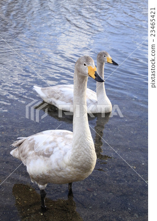 兩隻天鵝在湖中偎依 23465421