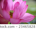 Lotus, lantern lantern (bean paste) 23465828