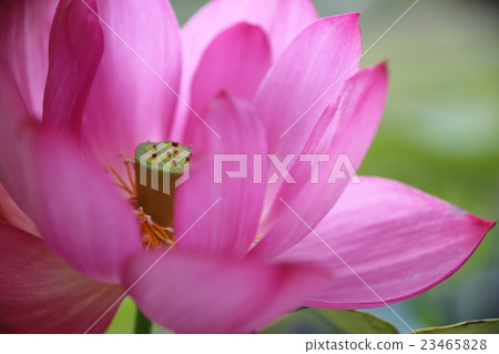 Lotus, lantern lantern (bean paste) 23465828