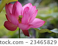Lotus, lantern lantern (bean paste) 23465829