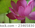 Lotus, lantern lantern (bean paste) 23465830