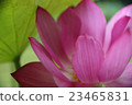 Lotus, lantern lantern (bean paste) 23465831