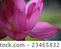 Lotus, lantern lantern (bean paste) 23465832