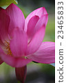 Lotus, lantern lantern (bean paste) 23465833