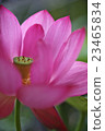 Lotus, lantern lantern (bean paste) 23465834